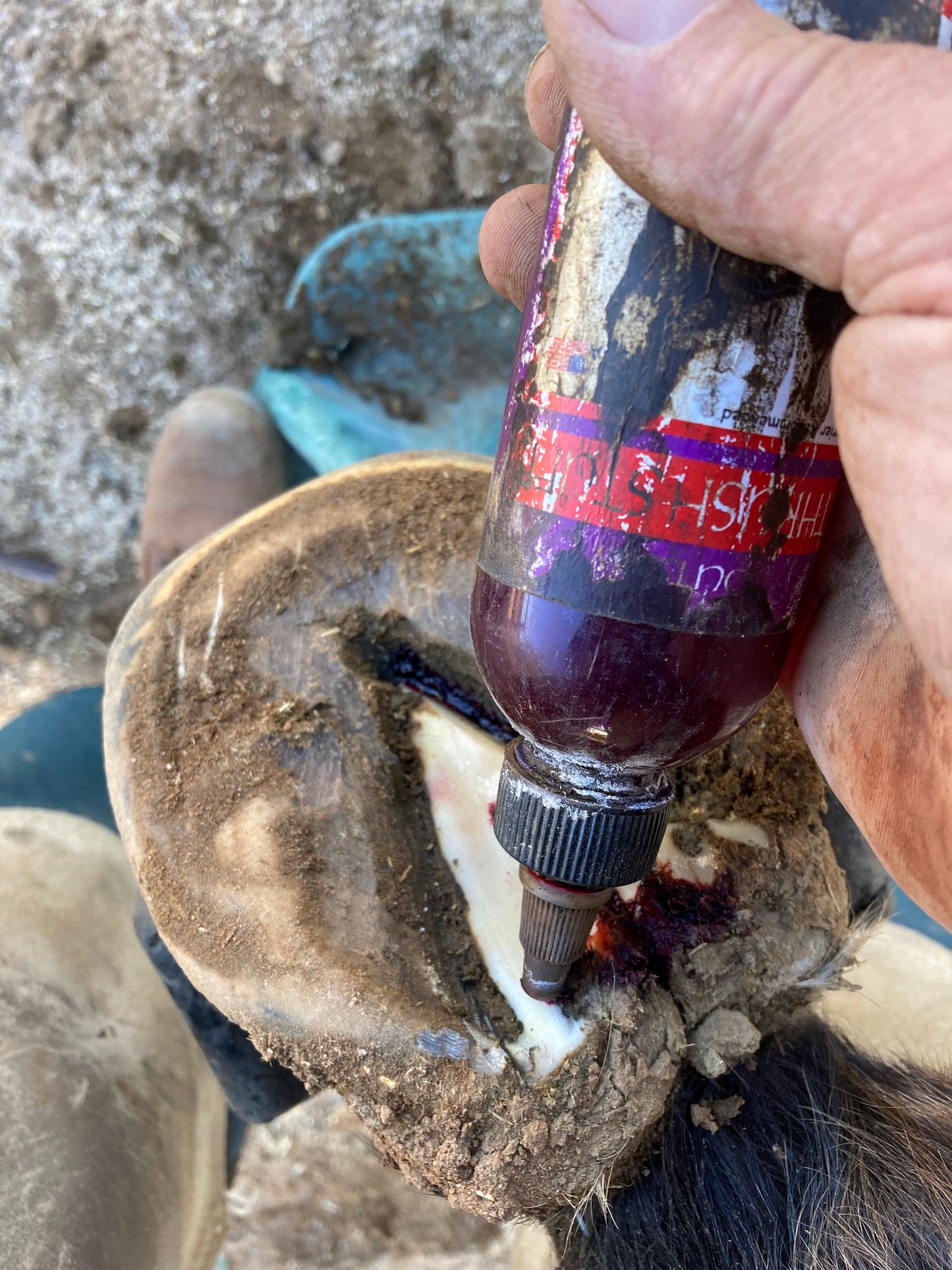 Outlaw Thrush Stuff Thrush Treatment for Horses